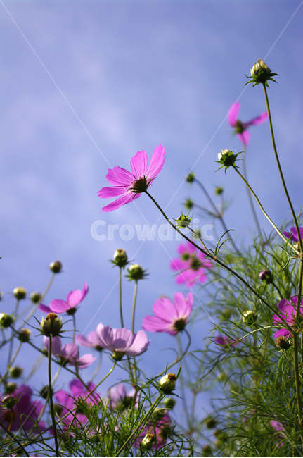코스모스,하늘,꽃,flower,plant,식물,가을,계절,fall,autumn,season,식물,자연,plants,nature,꽃,flower