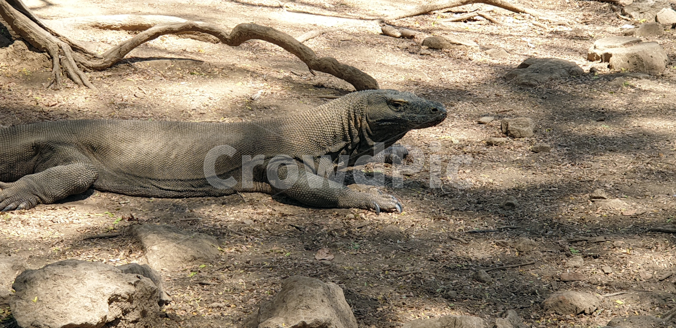 코모도,코모도섬,동물,도마뱀,animal,동물,animal,파충류,양서류,reptile,amphibian