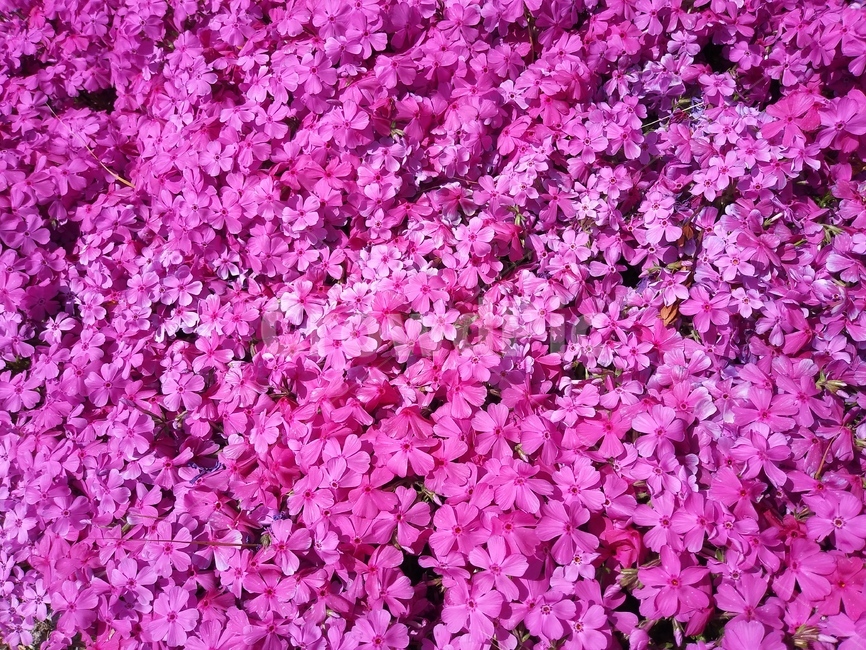 꽃잔디,지면패랭이,mossphlox,분홍,pink,배경화면,봄,화사한,beautiful,gorgeous,blossom,꽃,petal,꽃잎,flower,plant,식물