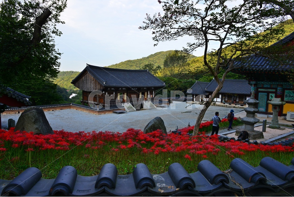 nature,자연,scenery,풍경,outdoors,옥외,landscape,경치,함평,용천사,사적지,문화재,꽃무릇,상사화,사찰,절,불교