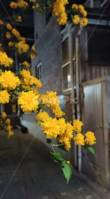 꽃,식물,봄꽃,골목,밤,flower,노란색