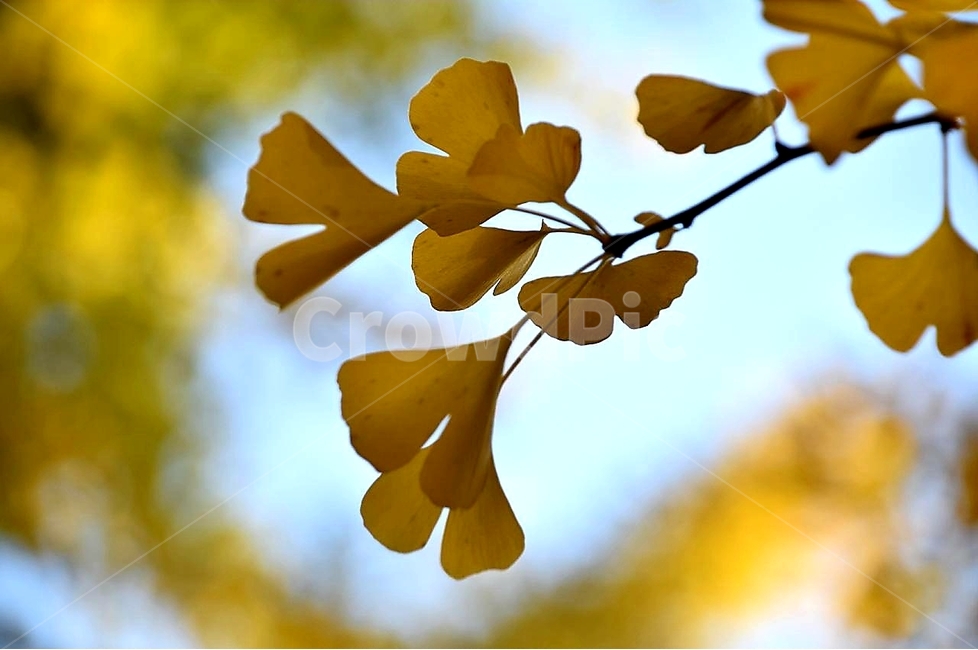 단풍,노랑,단풍잎,맑음,오후,가을,계절,fall,autumn,season,plant,식물,leaf,잎,veins,정맥