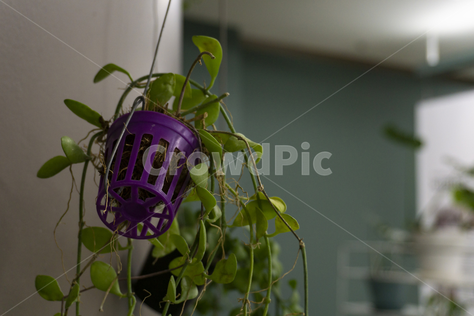 식물,plant,실내,정원,조명,보라색,잎,초록색