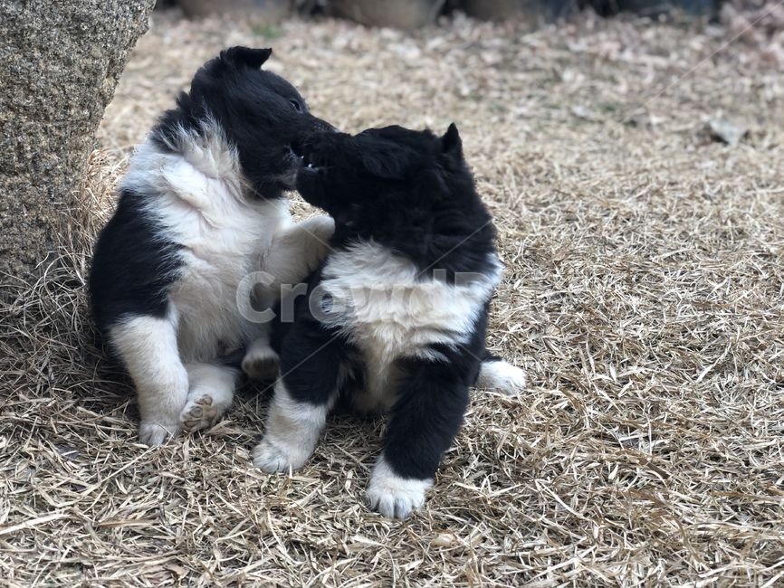 강아지,똥강아지,개,애완견,아기강아지