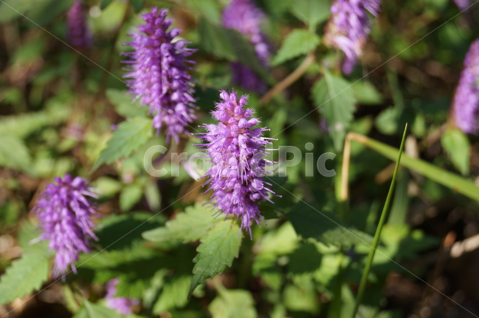 꽃,야생화,식물,들꽃,접사,식물,자연,plants,nature,꽃,flower