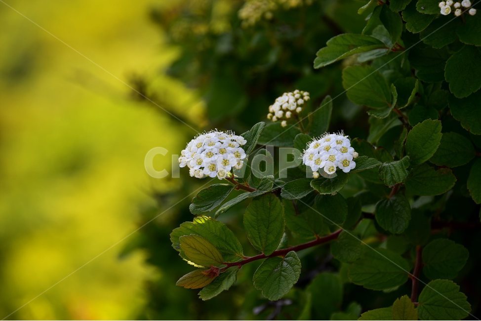 설악조팝나무,야생화,꽃,식물,자연,생태,플라워,flower,plants,nature,식물,자연,plants,nature,꽃,flower