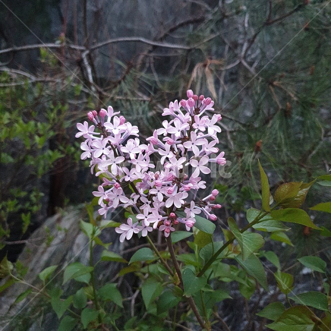 하트,하트꽃,꽃하트,식물,꽃,plant,flower,acanthaceae,잔잔과,blossom