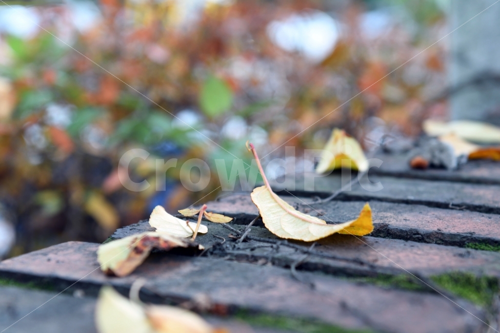 가을,낙엽,인생,단풍,담장위에낙엽,담장,외로움,가을,계절,fall,autumn,season,식물,자연,plants,nature,감성,sensible,feeling,leaf,잎,plant