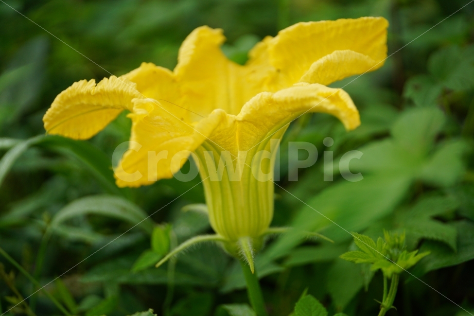 호박꽃,수꽃,노랑꽃,노란꽃,플라워,자연,Pumpkin,Squash,flower,nature,yellow,식물,plant,plants,감성,감성사진,힐링,힐링사진,스냅,스냅사진,스넵,스넵사진,snap,snapshot,노랑색,노란색,그린,녹색,연두색,green,접사,macro,화단,꽃밭,밭,9월,September,가을,가을꽃,계절,autumn,fall,season,풍경,landscape,한국의자연,한국자연,korea,식물,자연,plants,nature,꽃,flower
