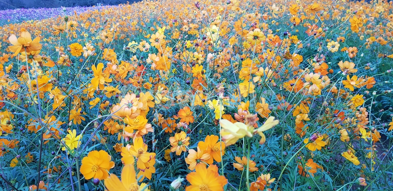 코스모스,식물,꽃,plants,flower,식물,자연,plants,nature,꽃,flower
