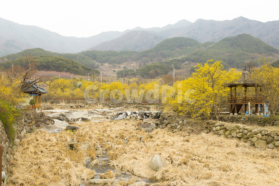 노랑,개나리,정자,하늘,산,yellow,꽃,냇가,자연,풍경,나무,계절,season,spring,nature,식물,flower,trees,봄,봄,계절,spring,season,자연,풍경,nature,landscape,한국자연풍경,한국자연경관,korea nature landscape,outdoors,옥외