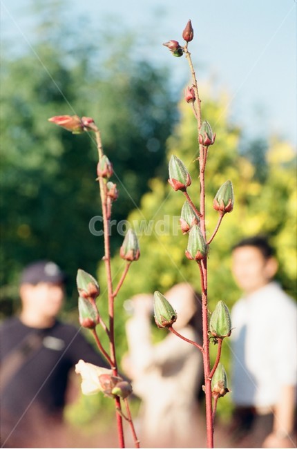 필름카메라,필름사진,감성사진,하늘공원,억새축제,식물,자연,plants,nature