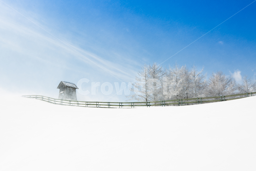 눈,하늘,구름,블루,강원도,대한민국,한국,나무,겨울,풍경,snow,sky,cloud,blue,korea,southkorea,tree,winter,양떼목장,삼양목장,cool,freezing,cold,겨울풍경,겨울,계절,winter,season,자연,풍경,nature,landscape