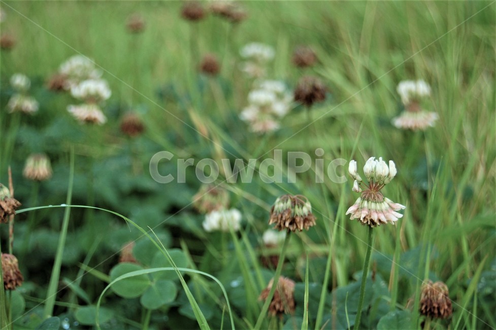 꽃,plant,식물,자연,들꽃,잔디,네잎클로버,식물,자연,plants,nature