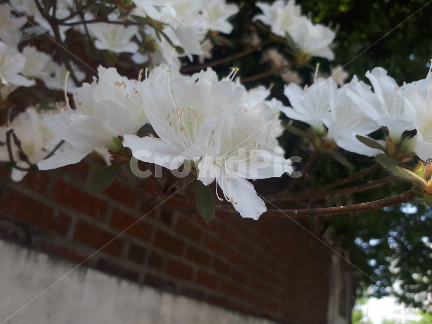 흰꽃,흰색,꽃,하얀색꽃,꽃나무,식물,자연,plants,nature,꽃,flower