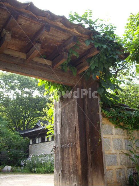민속촌,민속마을,한국전통,전통,전통마을,한국문화,보존,한국의미,옛마을,village,nature,plant,자연,풍경,식물,주거지,korean,traditional,culture,나무,전통정원,안마당,옥외,outdoors