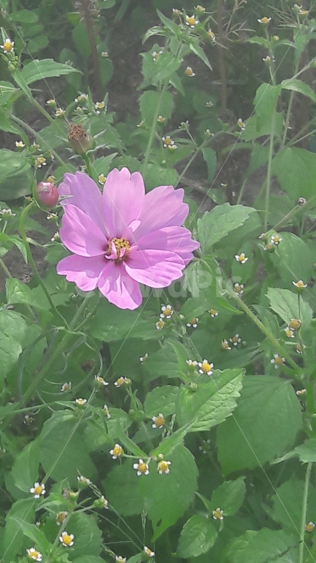 꽃,코스모스,초록,흰색,분홍,가을,계절,fall,autumn,season,식물,자연,plants,nature,꽃,flower,plant,geranium,제라늄,blossom