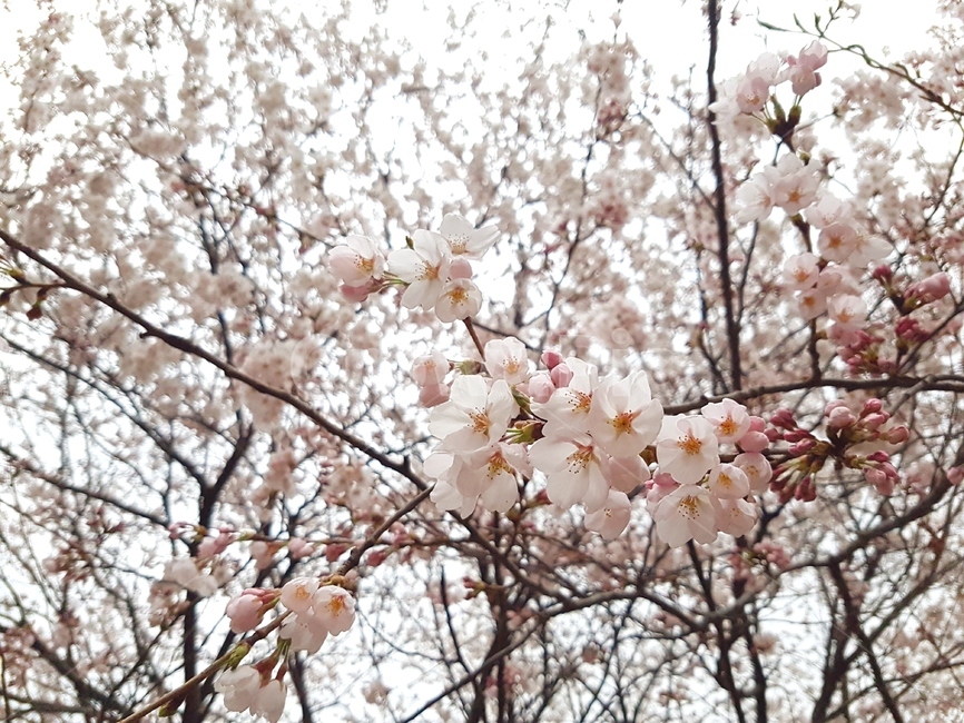 벗꽃,만개꽃,분홍색,나무,봄