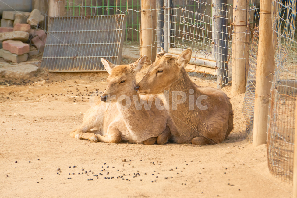 동물,포유류,동물원,animal,초식,초식동물,nature,animalpark,동물,animal,포유류,mammal