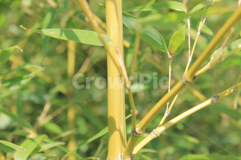 대나무,bamboo,식물,잎,leaf,녹색,green,식물,자연,plants,nature,나무,trees,wood