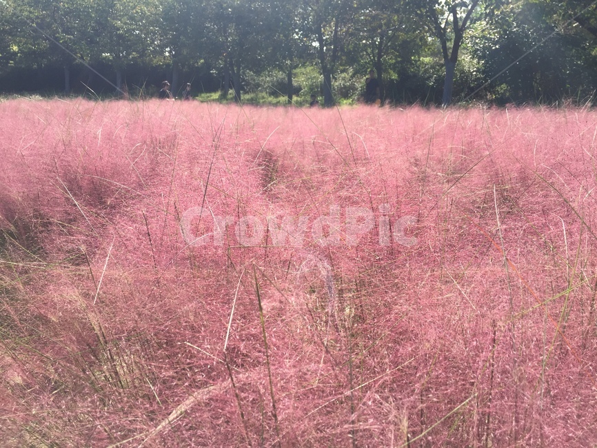 가을,꽃,풍경,flower,fall,autumn