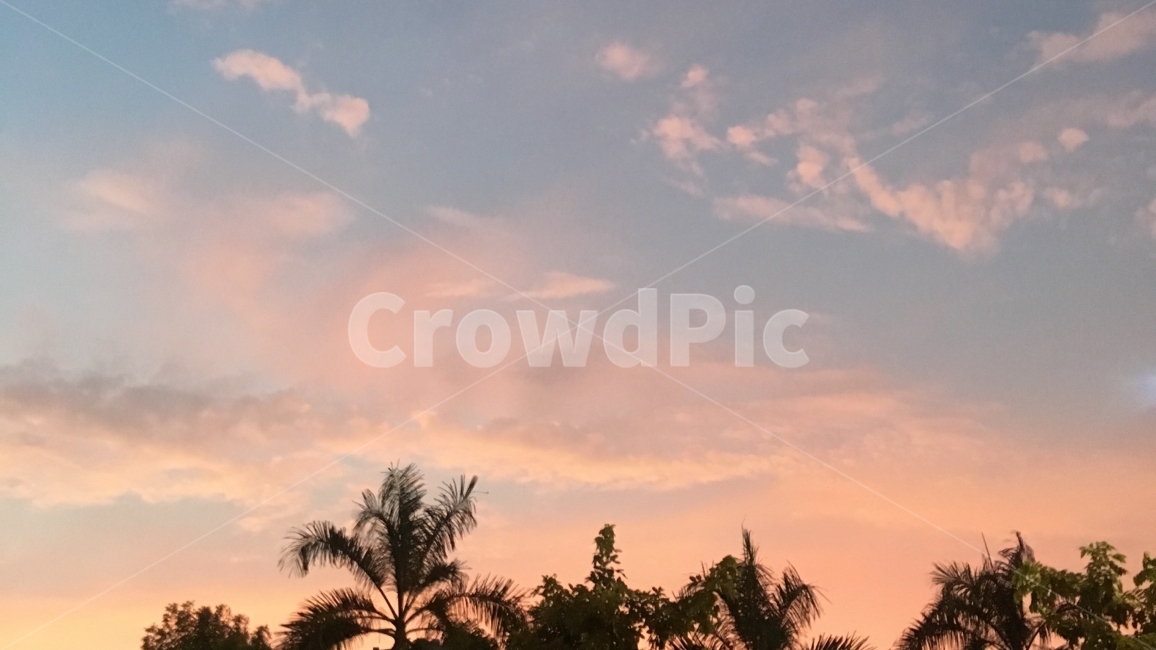 하늘,sky,pinksky,구름,노을,자연,풍경,nature,landscape,tree,나무,plant,식물,outdoors,옥외,palm tree,야자수