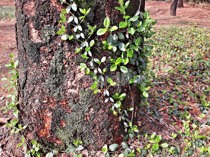 나무,덩굴,초록잎,큰나무,나무이끼,나무줄기,줄기,식물,자연,plants,nature