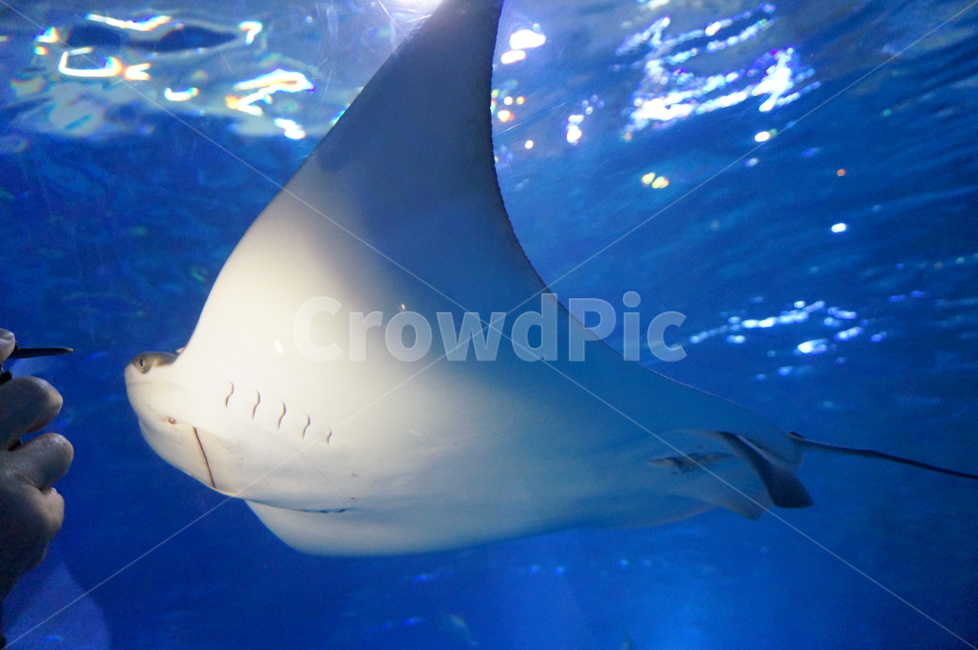 fish,mantaray,shark,상어,만타레이,물고기,sealife,animal,해양생물,동물,동물,animal,어류,물고기,fish