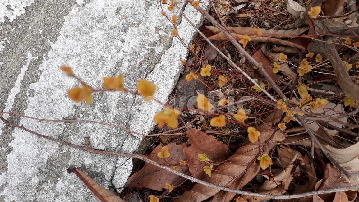 leaf,잎,plant,식물,수목원,봄