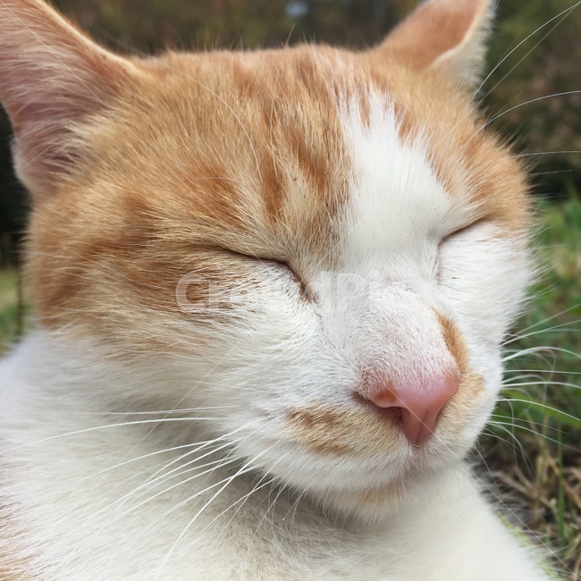 pet,애완동물,cat,고양이,animal,동물,포유류