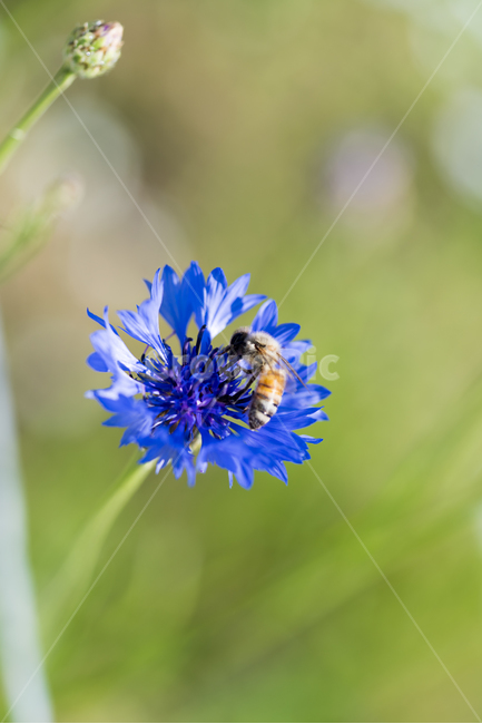 수레국화,국화,매크로,수레국화꽃,cornflower,식물,자연,plants,nature,꽃,flower,동물,animal,곤충,벌레,insect,bug
