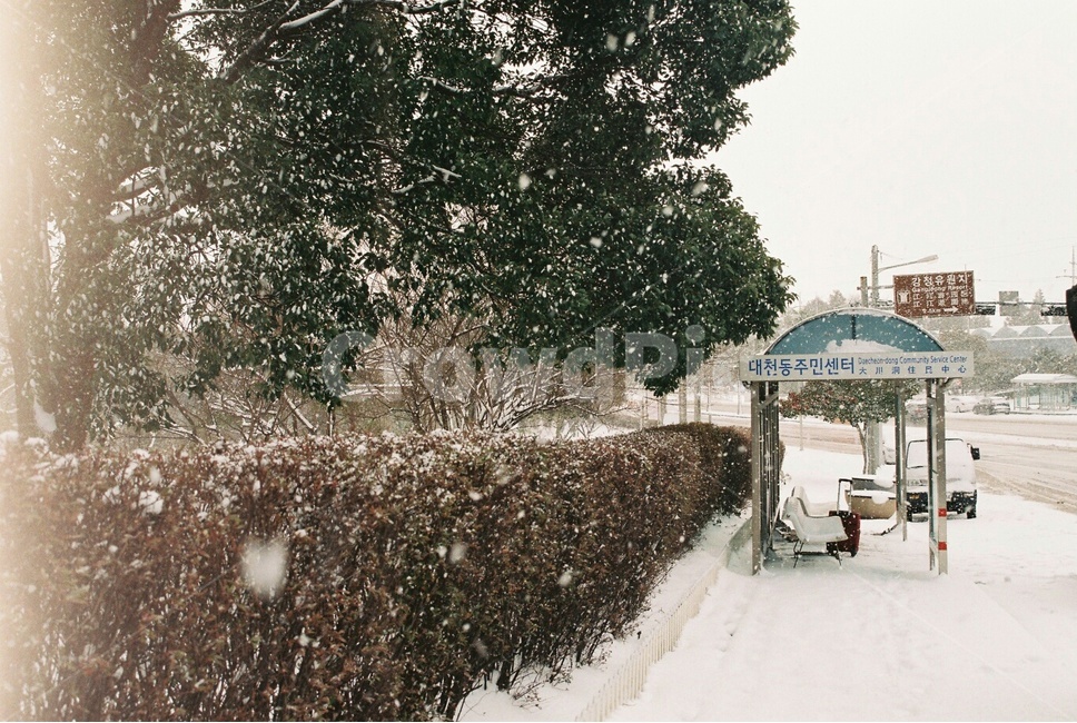 제주도,제주,눈,함박눈,폭설,snow,겨울,겨울풍경,winter,필름사진,겨울,계절,winter,season,자연,풍경,nature,landscape