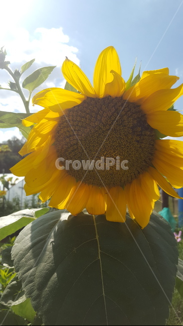 flower,꽃,식물,해바라기,여름