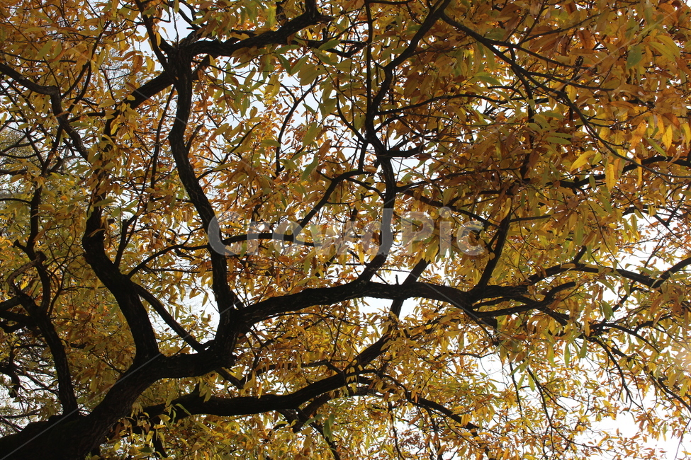 가을,낙엽,나무,노란색,가지,자연,가을,계절,fall,autumn,season,tree,tree trunk,나무 줄기,plant,식물