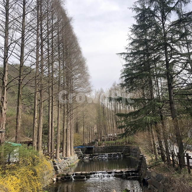 plant,식물,tree,나무,배경,배경화면,배경사진,자연,계곡,물,연못,산,휴양림,힐링,자연,풍경,nature,landscape