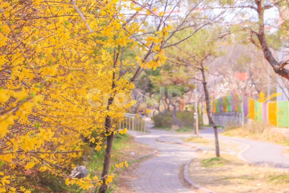 봄,개나리,꽃,나들이,소풍,맑음