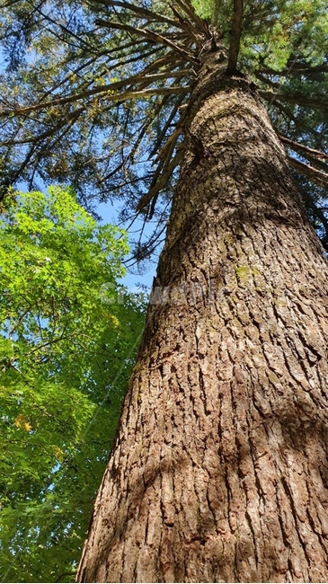 tree,나무,treetrunk,나무줄기,plant,식물,나무,trees,wood