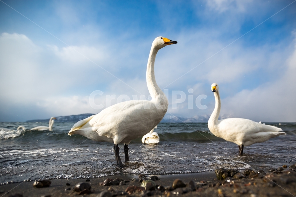 고니,백조,호수,자연,풍경,쿠시로,동물,animal,조류,새,birds