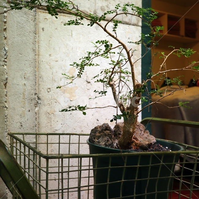도기류,항아리,tree,나무,식물,pottedplant,화분,철제식물