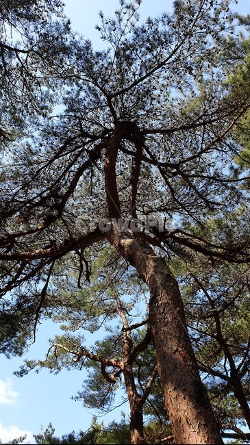 안면도,자연휴양림,소나무,숲,파노라마,풍경,자연,풍경,nature,landscape,나무,trees,wood,tree,plant,식물,tree trunk,나무 줄기