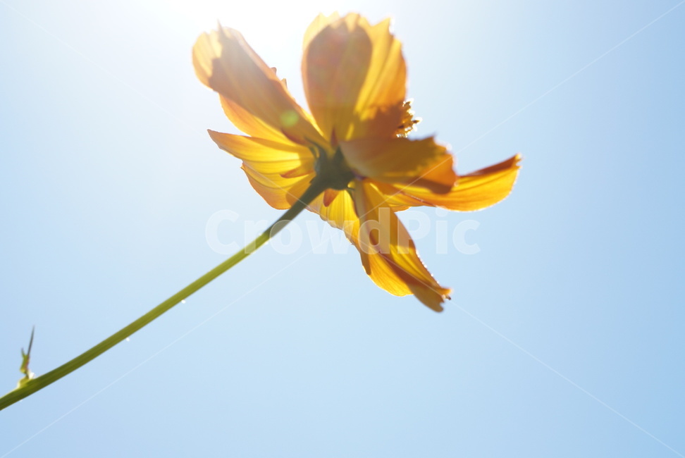 코스모스,꽃,flower,황화코스모스,가을,가을날,cosmos,햇빛,햇살,한송이