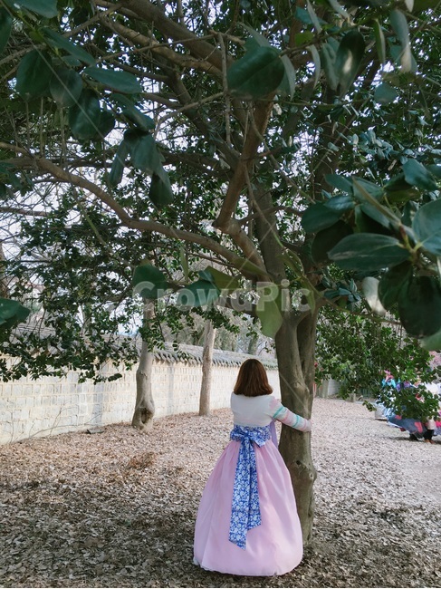 전주,한옥마을,한복,인물,전통의상,한국,한국문화,한국전통,한국역사,나무,풍경,jeonju,koreanculture,koreanhistory,koreantraditional,hanbok,한복,한국전통의상,hanbok,korean traditional clothes,사람,인물,인간,human,person,여성,여자,woman,female,lady