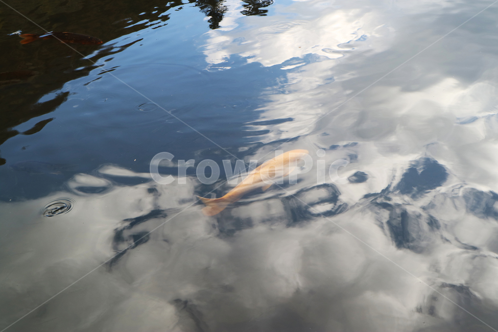 호수,잉어,물고기,연못,평화로운,비침,fish,lake,고요한,구름,헤엄,자연,동물,animal,어류,물고기,fish