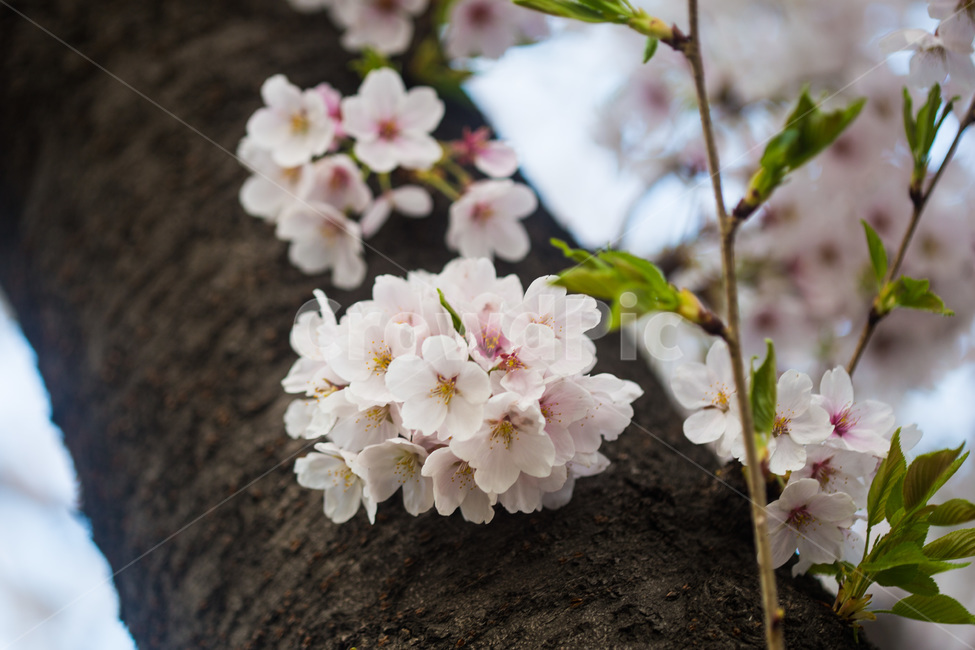 spring,cherryblossoms,pink,warm,벚꽃,분홍색,핑크색,봄,따듯함,plant,식물,flower,꽃