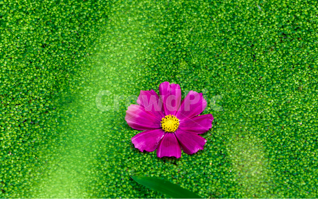 개구리밥,패턴,문양,무늬,코스모스,꽃잎,습지,식물,자연,plants,nature,꽃,flower