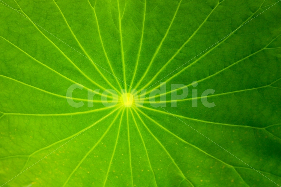 연,연꽃,연잎,자연,식물,잎,꽃,여름,아름다움,nature,pink,lotus,plant,flower,green,petal,water,summer,bloom,blossom,aquatic,beautiful,beauty,blooming,zen,flora,oriental,lotusleaf,waterlily,leaf,single,spring,floral,lotusflower,natural,식물,자연,plants,nature