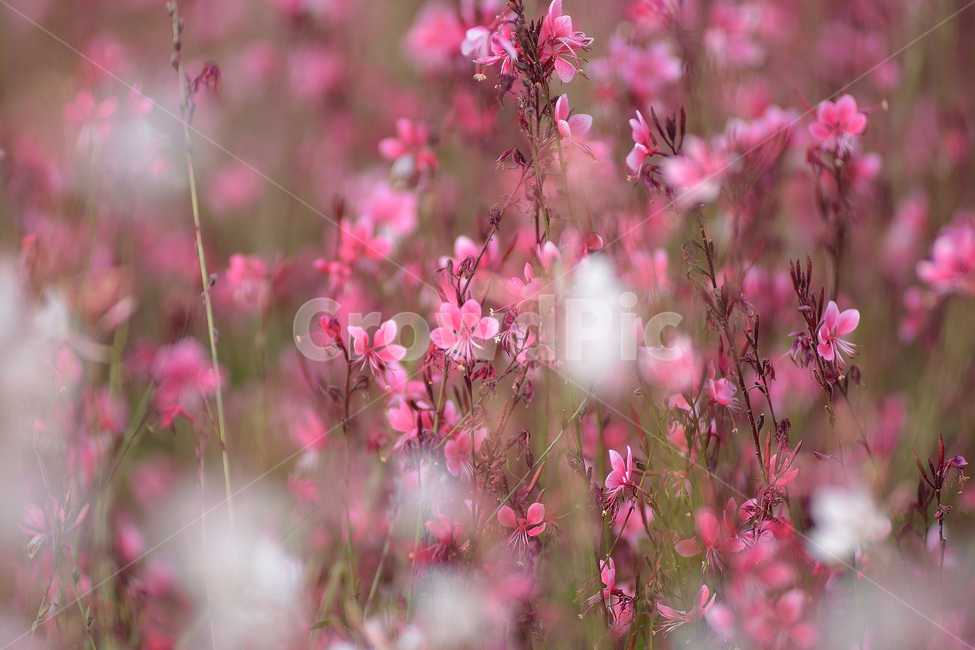 가우라,홍접초,바늘꽃,꽃,식물,식물,자연,plants,nature,꽃,flower