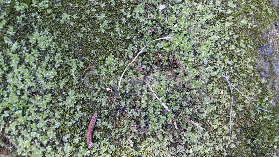 이끼,돌이끼,이끼길,솔이끼,계곡이끼,식물,자연,plants,nature