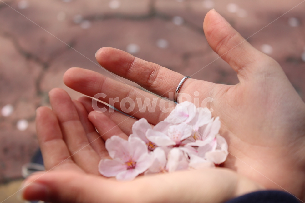 벚꽃,손,꽃잎,꽃,봄,봄,계절,spring,season,꽃,flower,finger,손가락