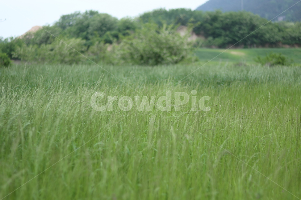풀,잡초,초록,봄,흐림,자연,풍경,nature,landscape,한국자연풍경,한국자연경관,korea nature landscape,plant,식물,grass,잔디,field,들,outdoors,옥외